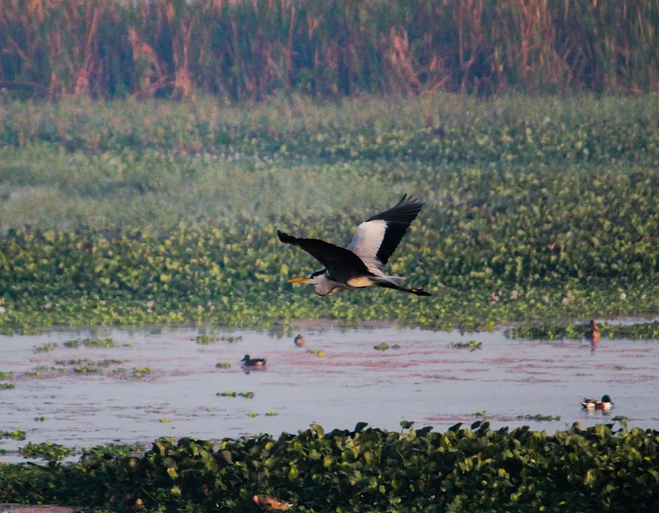 Flying Bird in Nandur Madhyameshwar