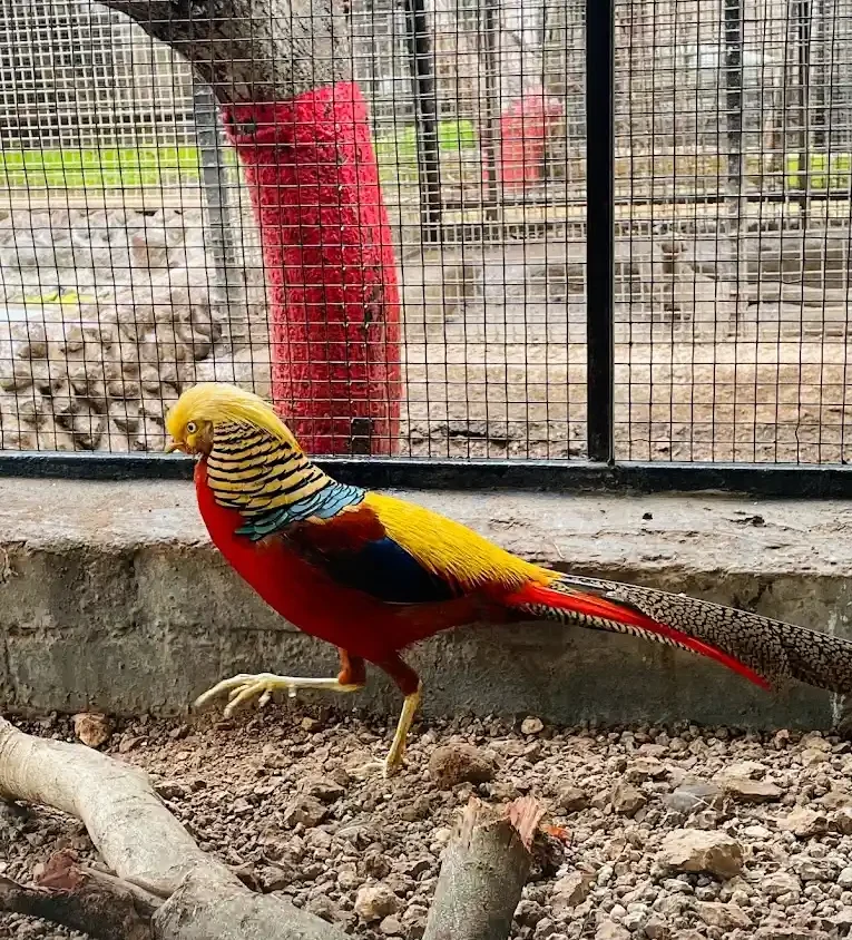 Bird in Nashik bird garden