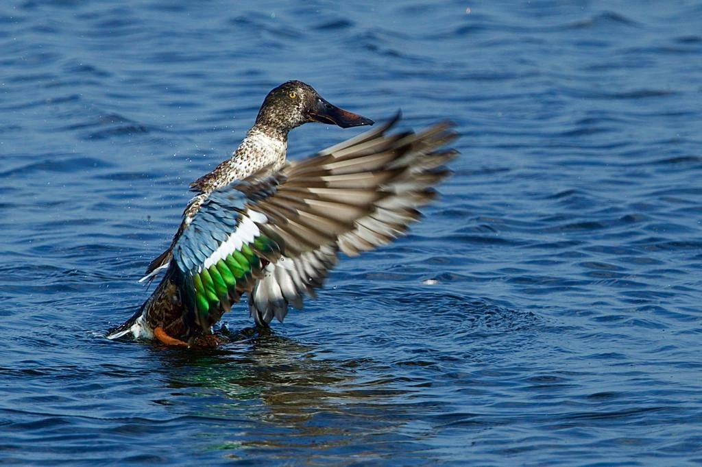 Nandur Madhmeshwar Bird