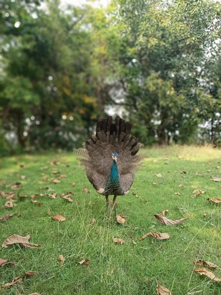 Peacock in Nandur Madhmeshwar