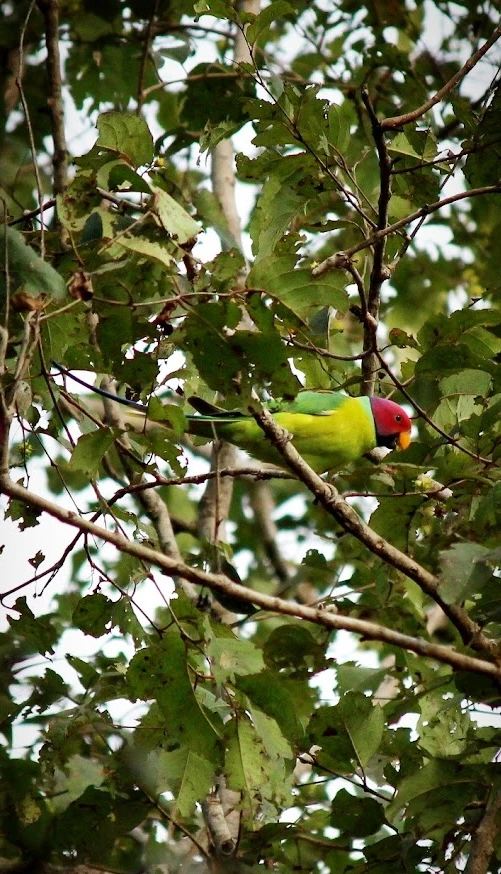 Parrot in Tansa Wildlife Sanctuary